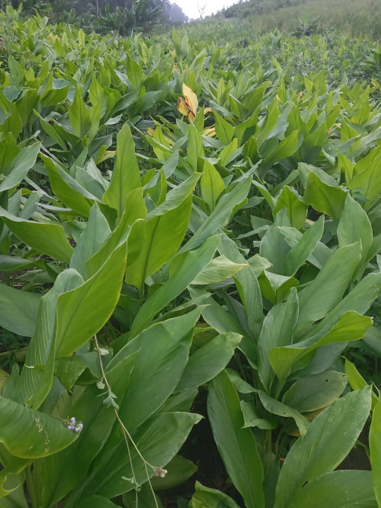 You are currently viewing Aisan Lei | Turmeric Farming | Get in Lamka